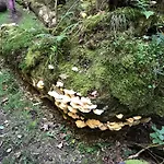 Frankenwald Fourstars Am In Lichtenberg, Bayern, Oberfranken, Bad Steben - Hof -saale, Rennsteig Lichtenberg (Bavaria)